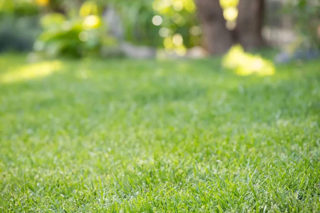 Why a Green Lawn Isn&rsquo;t Always a Healthy Lawn in Atlanta&rsquo;s Humid Climate