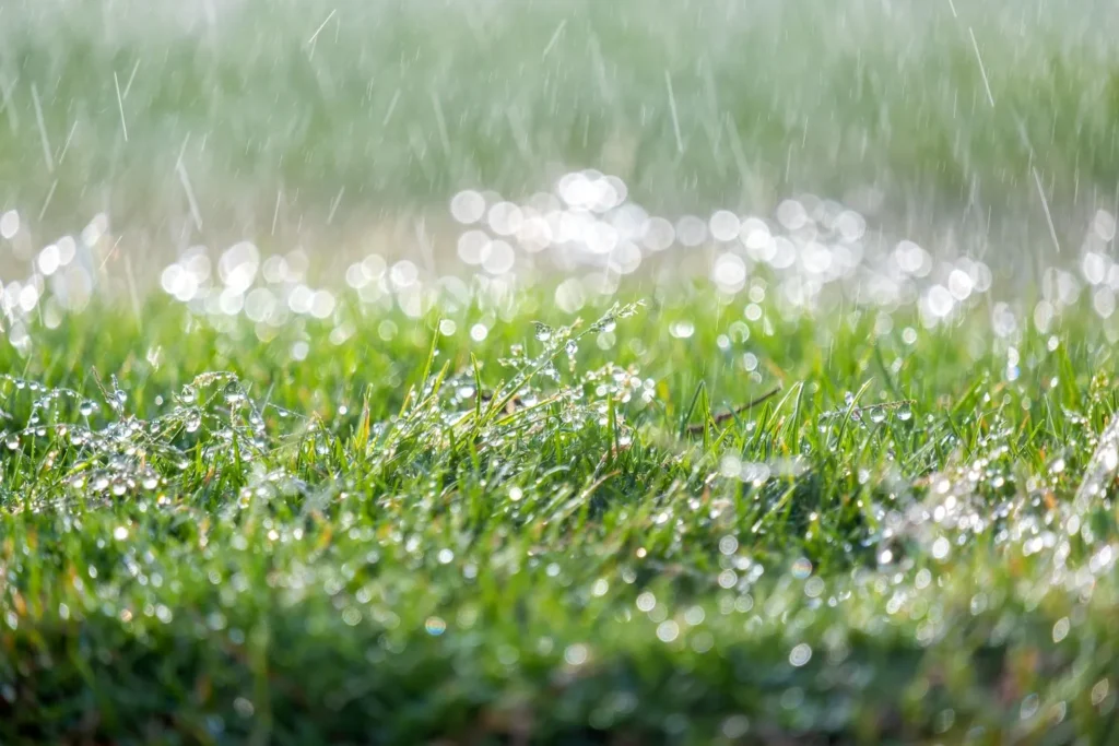 How Lawn Drainage Affects Lawn Growth and Root Development