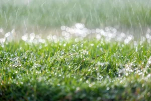 How Lawn Drainage Affects Lawn Growth and Root Development