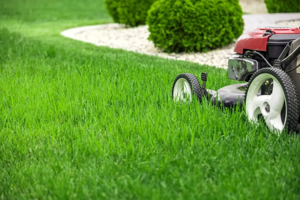 Why Do Some Lawns Recover Quickly While Others Struggle