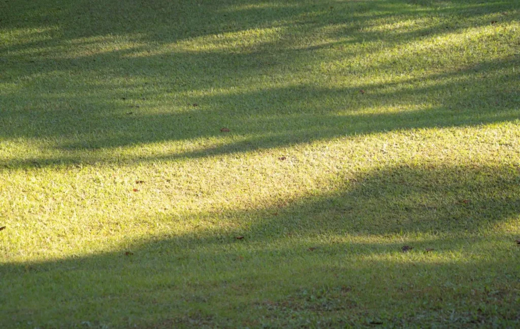 How Changing Sunlight Patterns Affect Lawn Growth