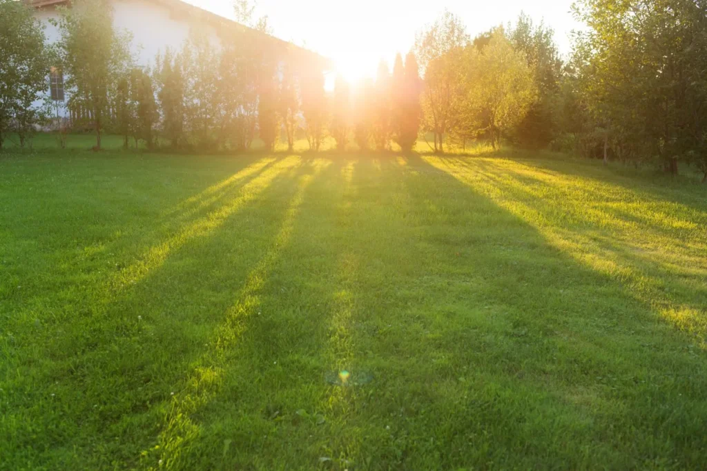 How Changing Sunlight Patterns Affect Lawn Growth