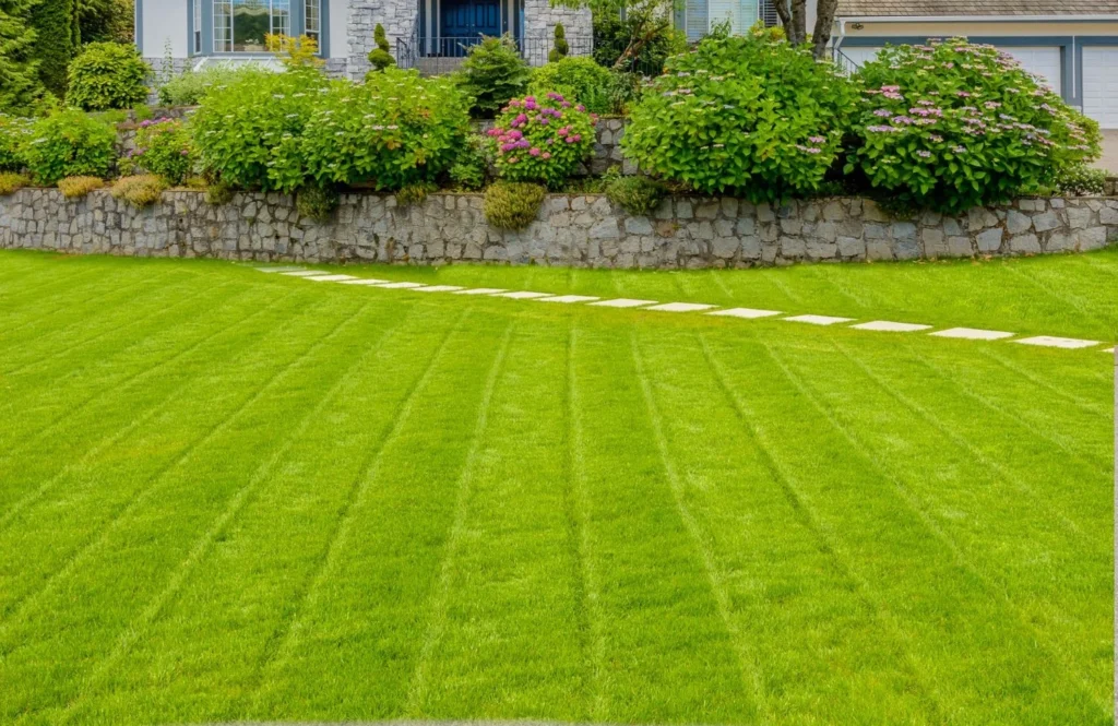 How Turf Competition Helps Maintain a Healthy Lawn