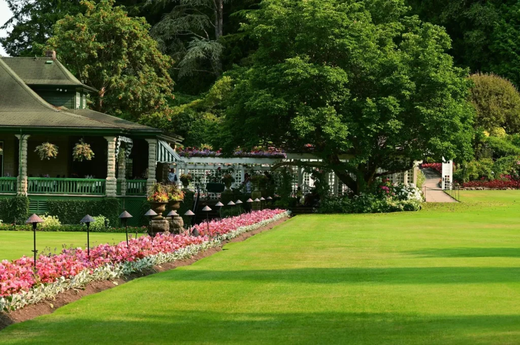 How Turf Competition Helps Maintain a Healthy Lawn