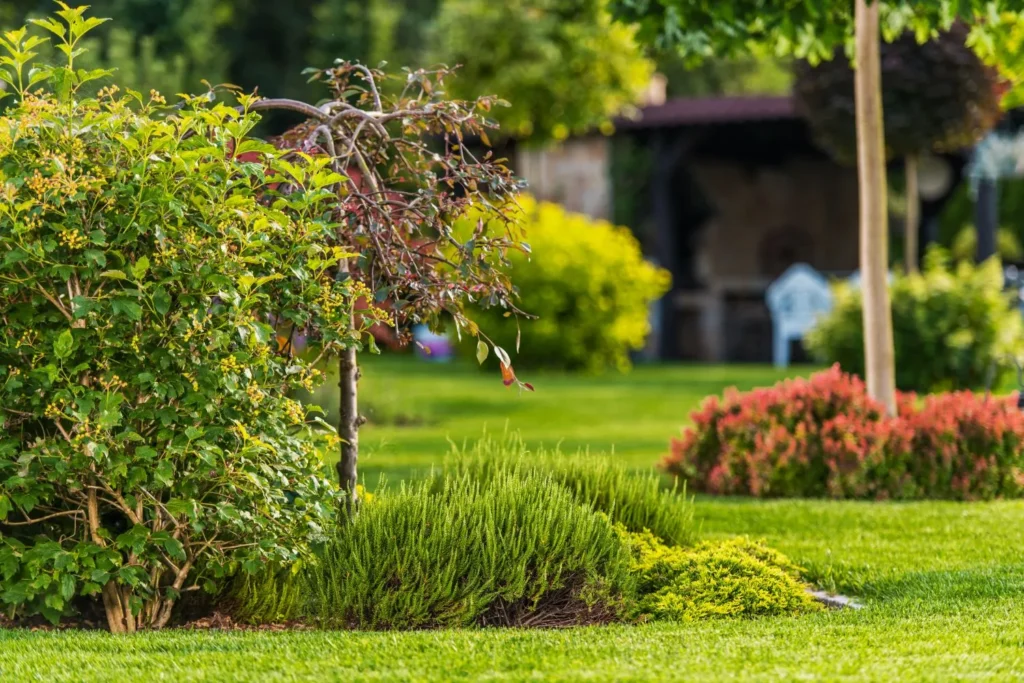 How Turf Competition Helps Maintain a Healthy Lawn