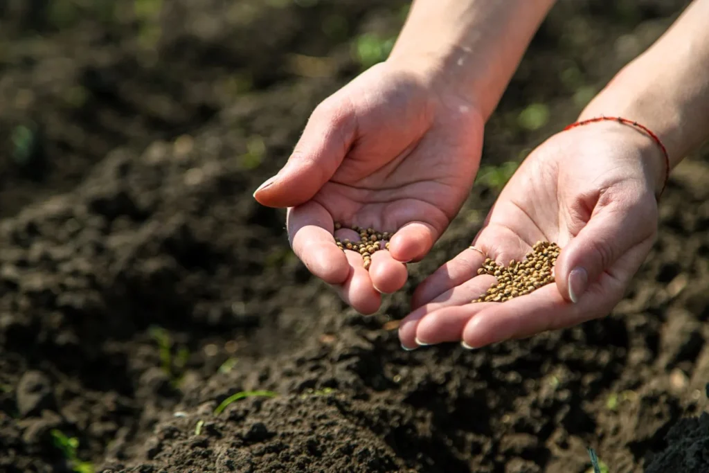 Why Overseeding Matters for Your Mableton Lawn: Benefits and Best Timing