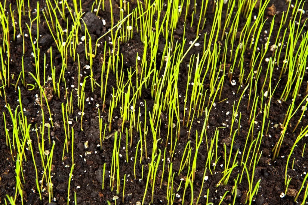 Why Overseeding Needs the Right Follow‑Up in Mableton to Grow a Healthy, Thriving Lawn