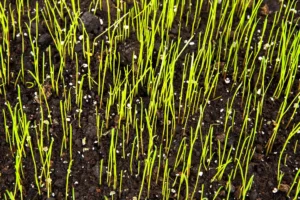 Why Overseeding Needs the Right Follow‑Up in Mableton to Grow a Healthy, Thriving Lawn