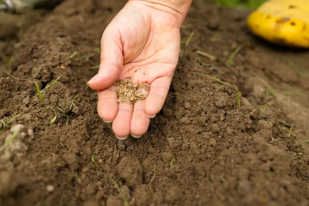 Why Overseeding Matters for Your Mableton Lawn: Benefits and Best Timing