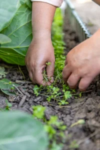 Effective Weed Control in Cumming: Proven Herbicide Strategies for a Thicker, Healthier Lawn
