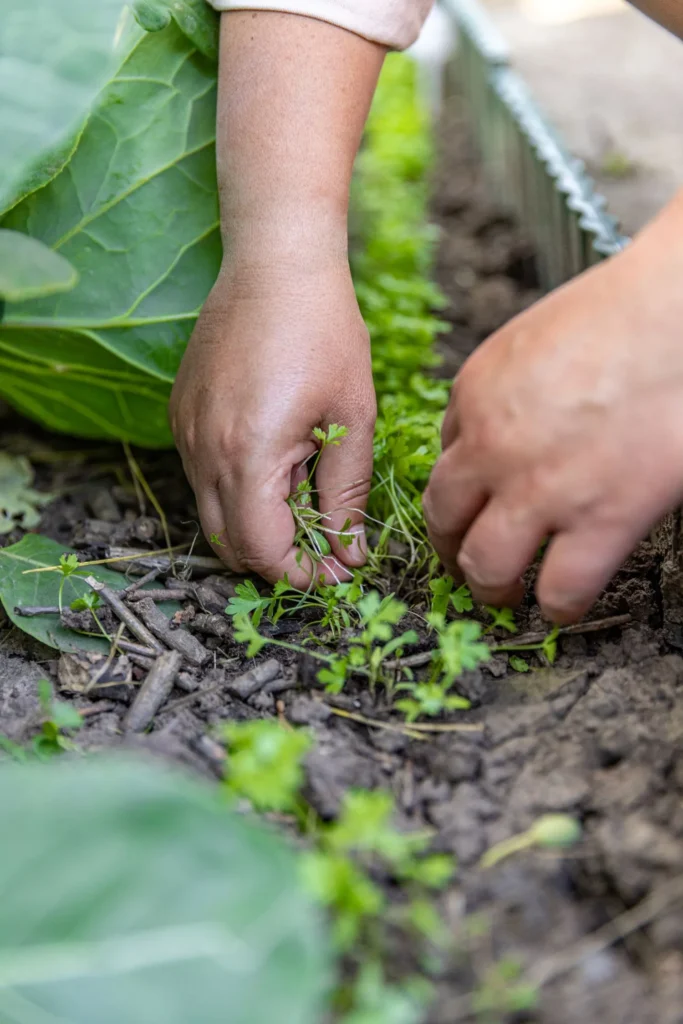 Weed Control