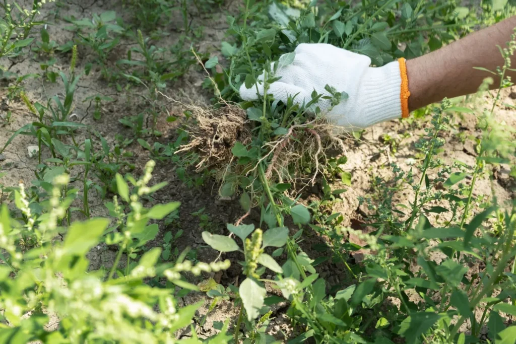 Weed Control