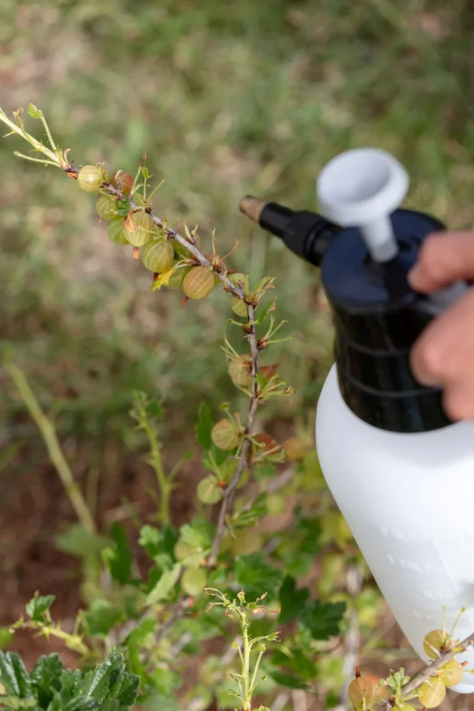 Weed Control