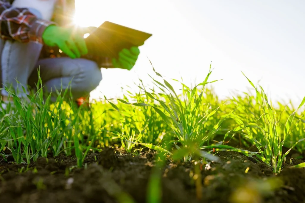 Does Your Lawn Need Professional Disease Treatment? How to Spot Lawn Diseases and Get the Right Fix