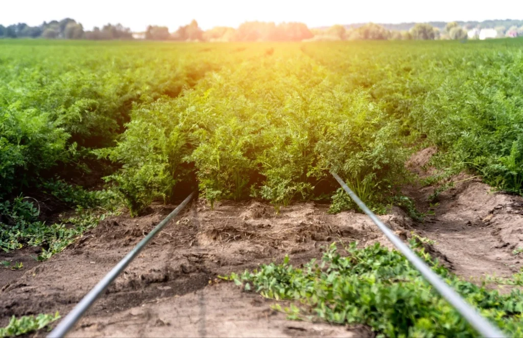Irrigation