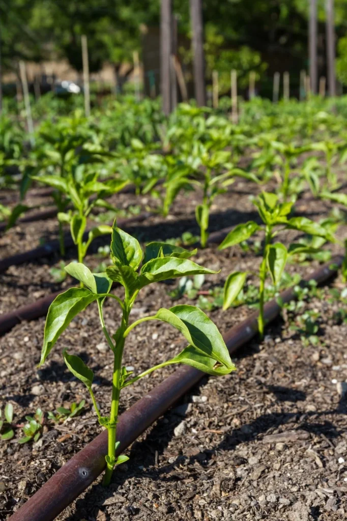 Irrigation