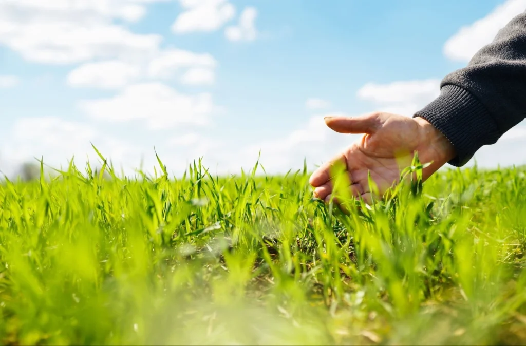 Does Your Lawn Need Professional Disease Treatment? How to Spot Lawn Diseases and Get the Right Fix
