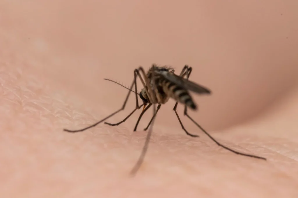 Mosquito Control in Atlanta