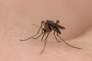 Mosquito Control in Atlanta