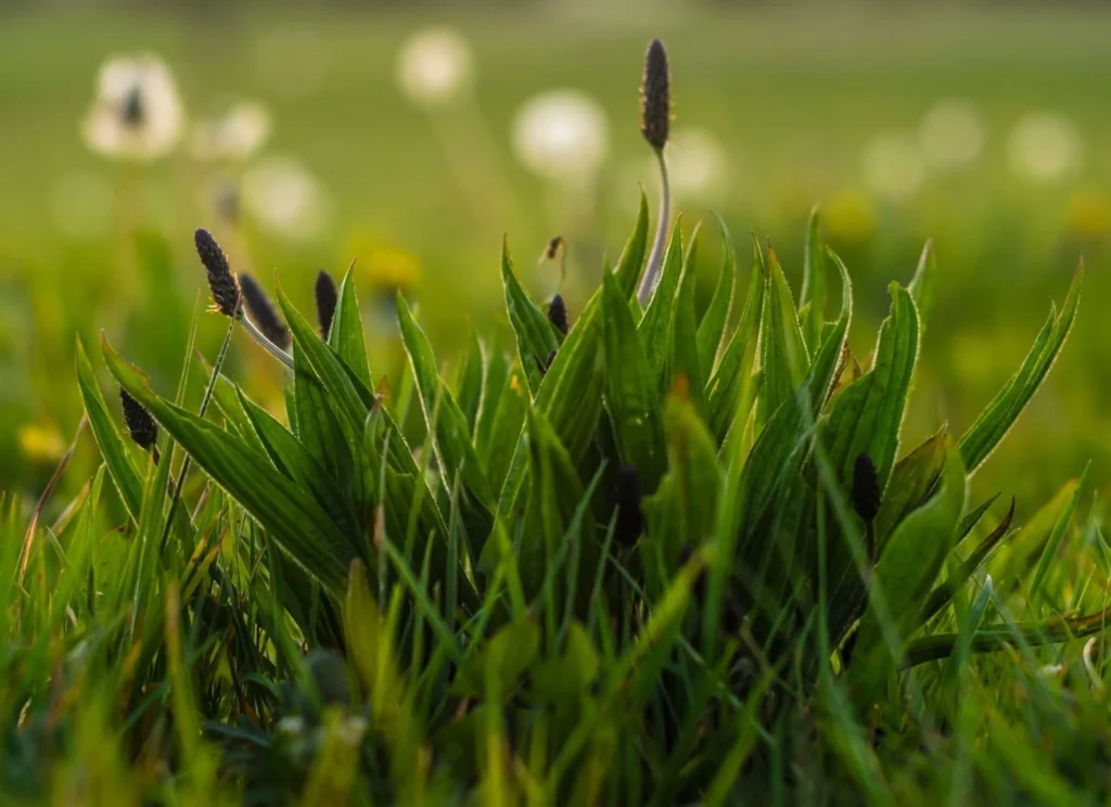 Lawn Care