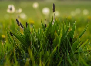 Lawn Care
