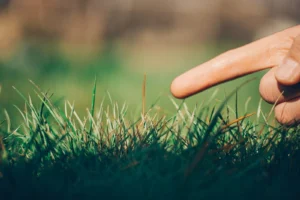 Does Your Lawn Need Professional Disease Treatment? How to Spot Lawn Diseases and Get the Right Fix
