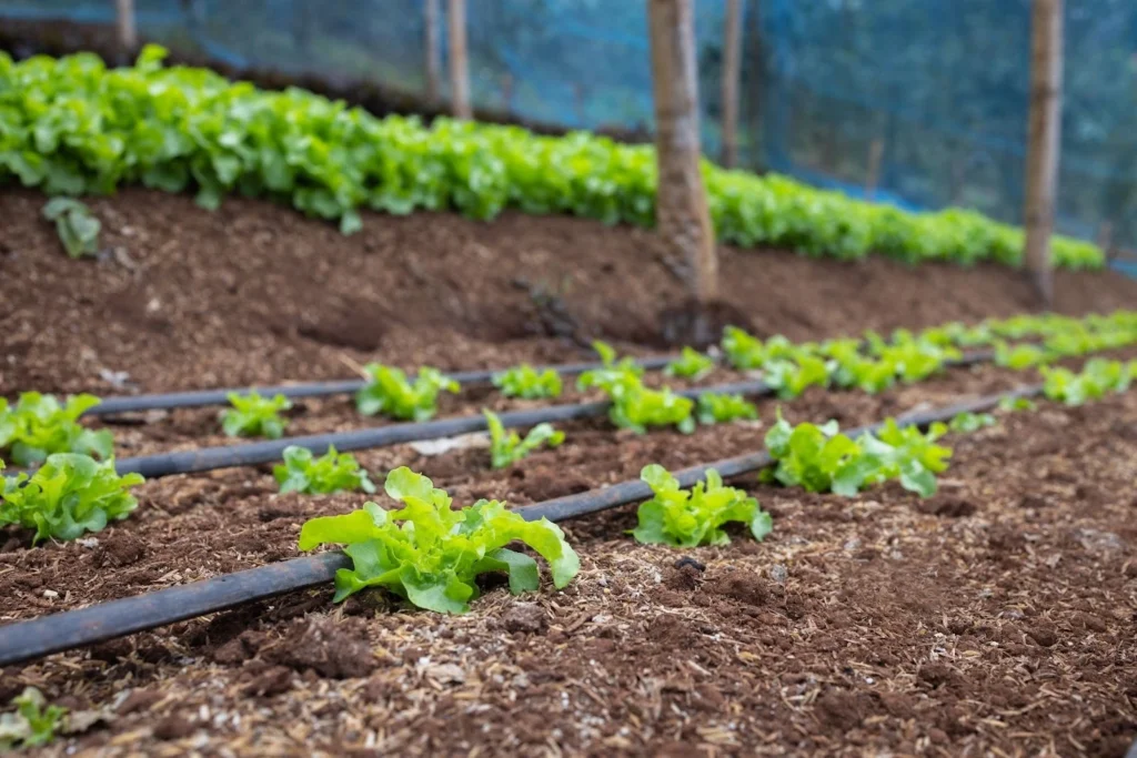 Irrigation