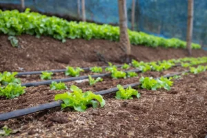 Irrigation