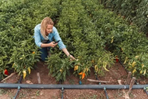 Practical Drip Irrigation Tips for Stone Mountain Lawns