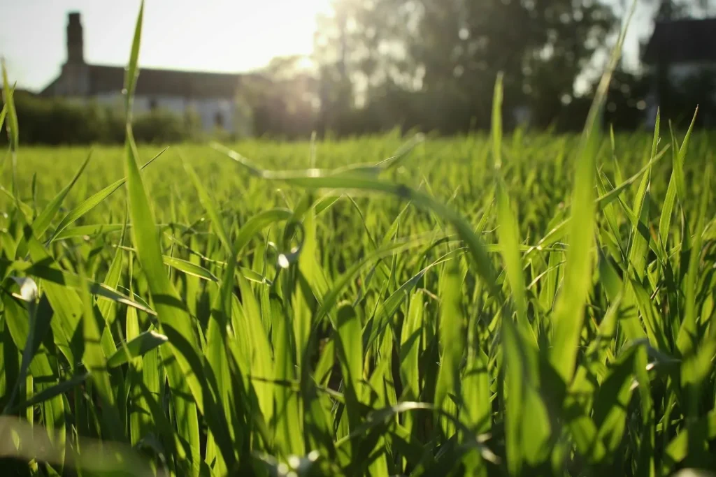 How Healthy Lawns Maintain Balance Over Time