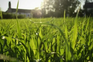 How Healthy Lawns Maintain Balance Over Time