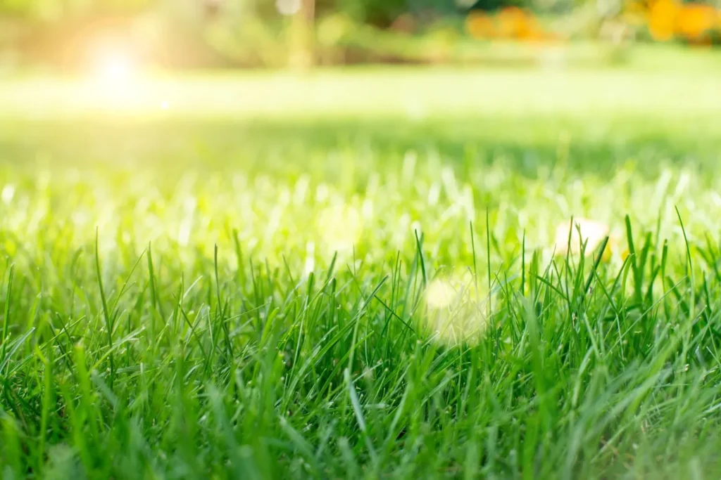 How Healthy Lawns Maintain Balance Over Time