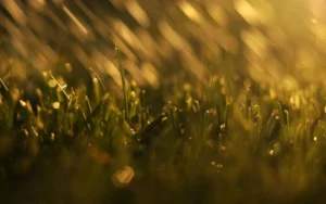 Why Lawns Respond Differently to the Same Rainfall in Alpharetta Properties