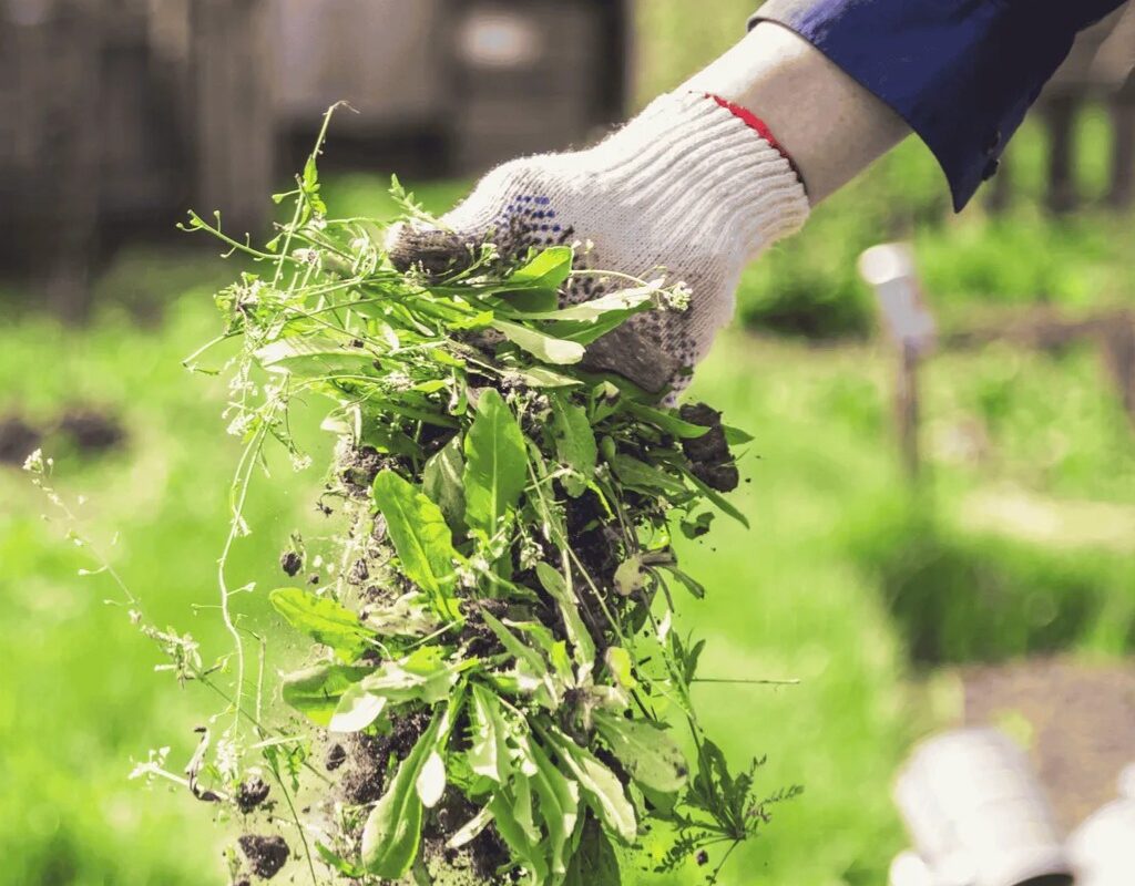Hand wearing a gardening glove pulling weeds from the ground, surrounded by lush green grass, illustrating effective weed control for flower beds.