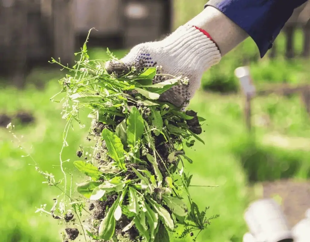 Gloved hand lifting a clump of broadleaf weeds from rich soil at the edge of a planting bed, demonstrating targeted bed-weed removal.