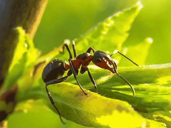Close-up of a fire ant on a green leaf, emphasizing pest control services offered by Weed Pro Lawn Care in Canton, GA.