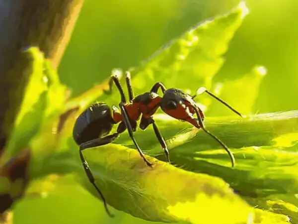 Macro shot of a red fire ant on a fresh green leaf, highlighting the pest species targeted in our fire-ant control service.
