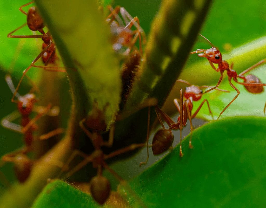 Cluster of red fire ants crawling on a green stem, showcasing the pests targeted by WeedPro’s fire ant treatments.