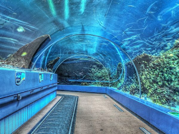 Fulton County, GA underwater tunnel with aquatic scenery, showcasing vibrant marine life and a tranquil walkway.