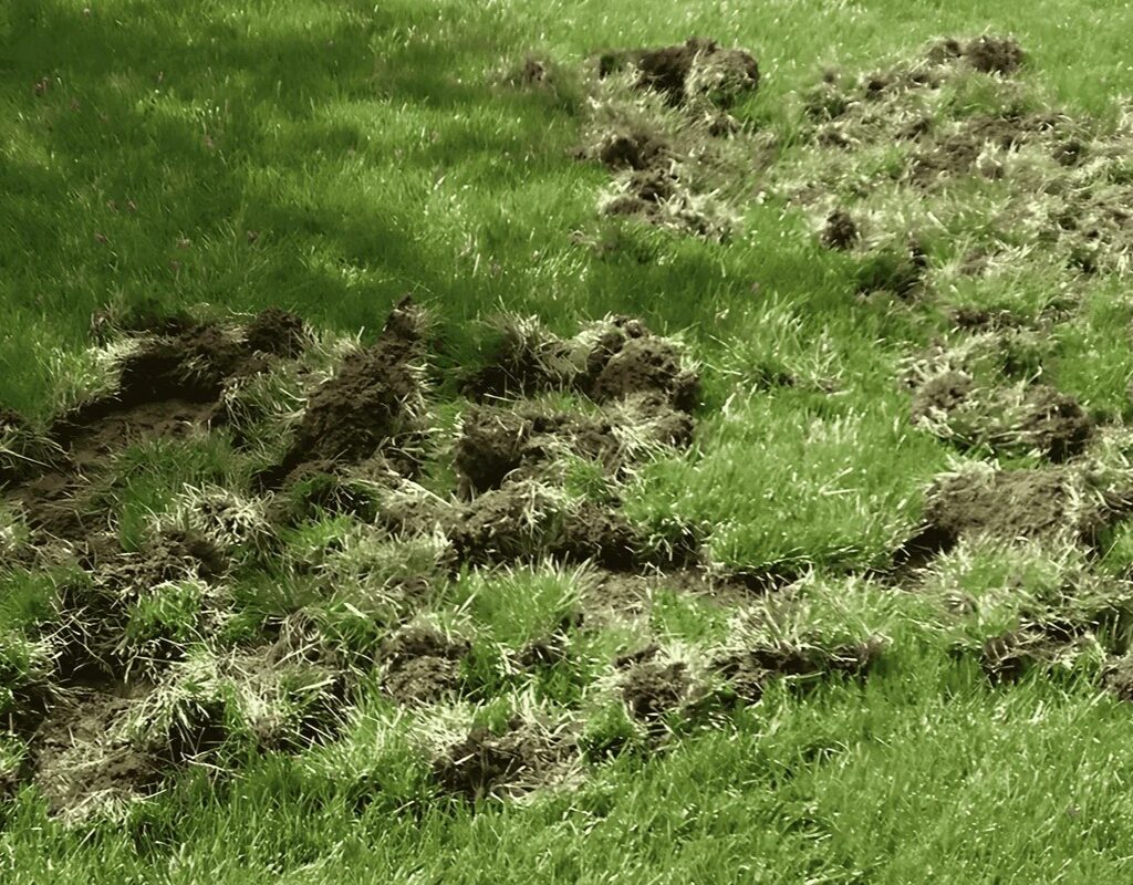 Damaged lawn with torn grass and soil patches, illustrating pest-related issues in lawn care services by Weed Pro Lawn Care in Lilburn, GA.