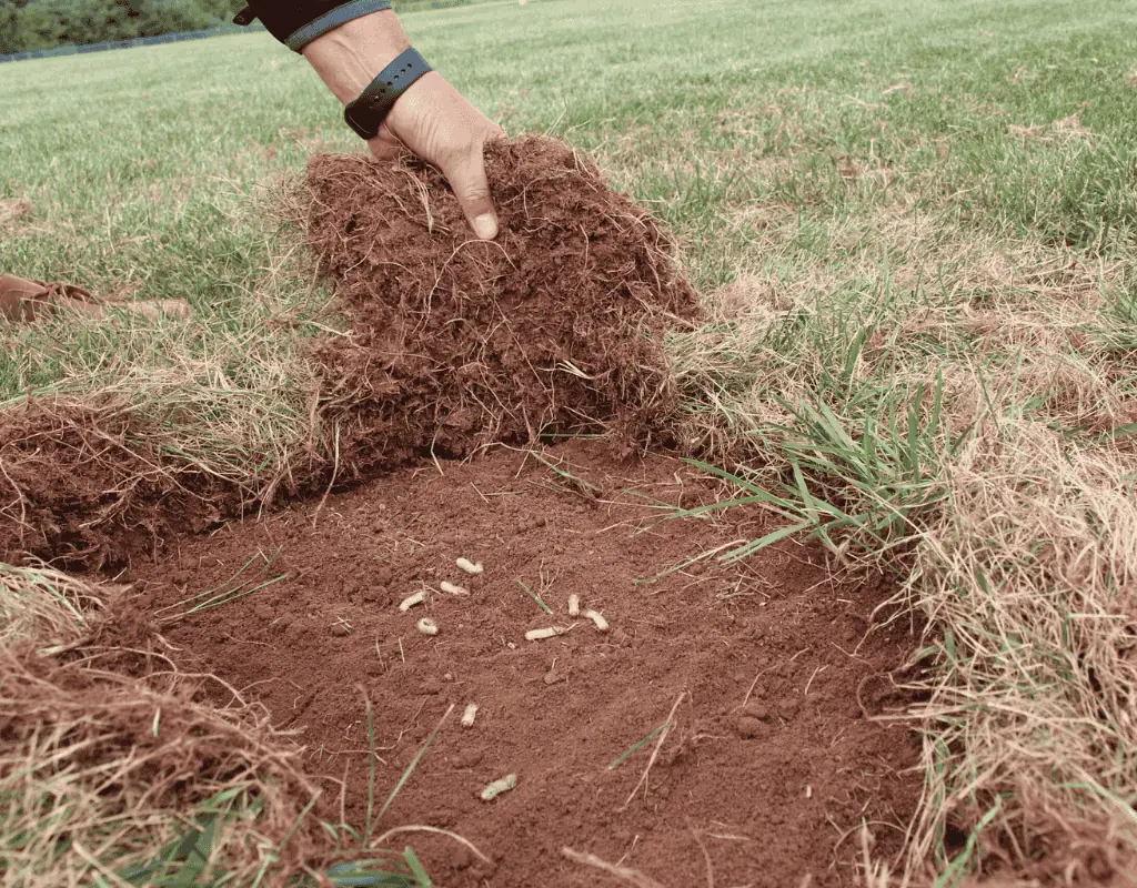Hand lifting a patch of turf to reveal white grubs on the bare soil, illustrating the need for grub treatment.