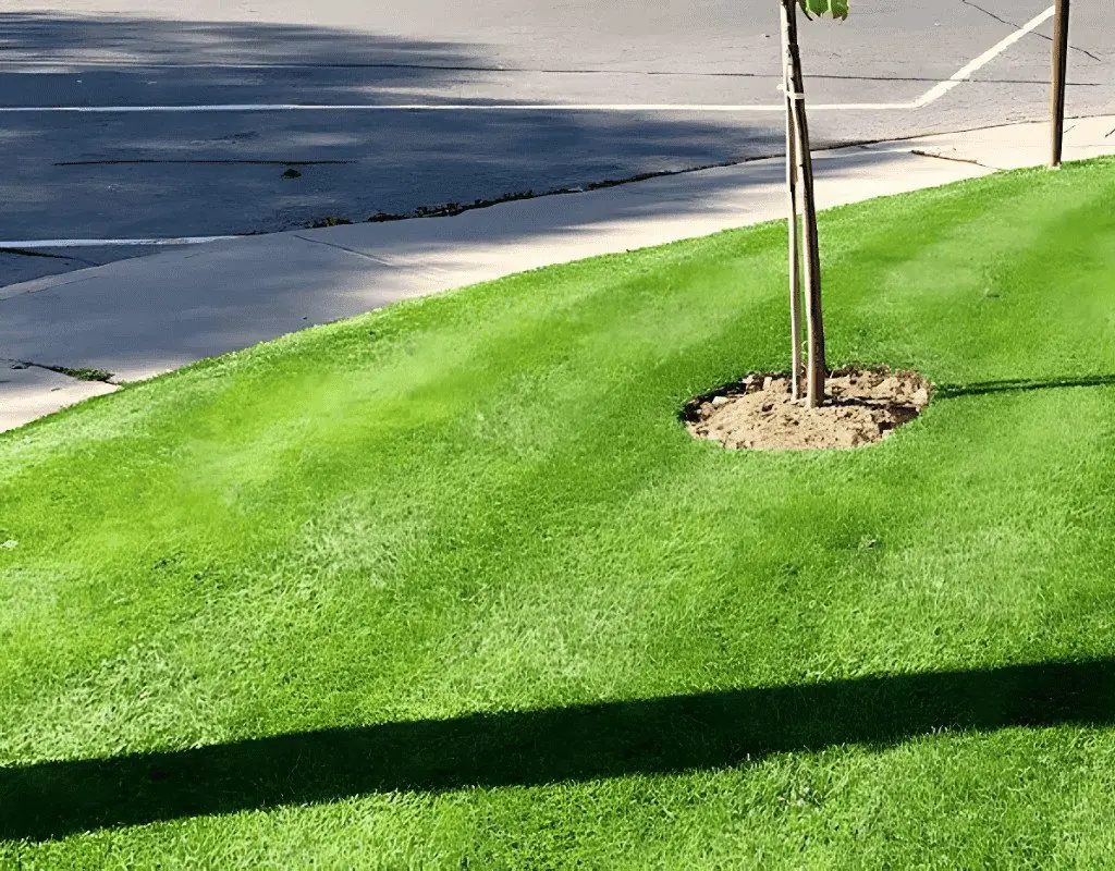 Freshly overseeded grass around a young sapling by the driveway, with vibrant green shoots filling in thin areas for a denser lawn.