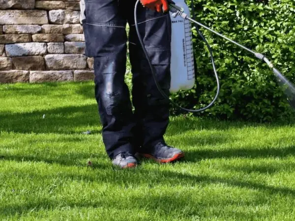 Close-up of a technician’s hand spraying pre-emergent herbicide along a lawn’s edge with a handheld pump sprayer, preventing weed germination.