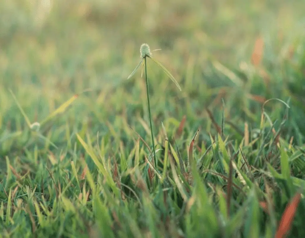 Close-up of vibrant green grass with a single weed, illustrating the importance of professional lawn care and fertilization for healthy lawns in Dunwoody, GA.