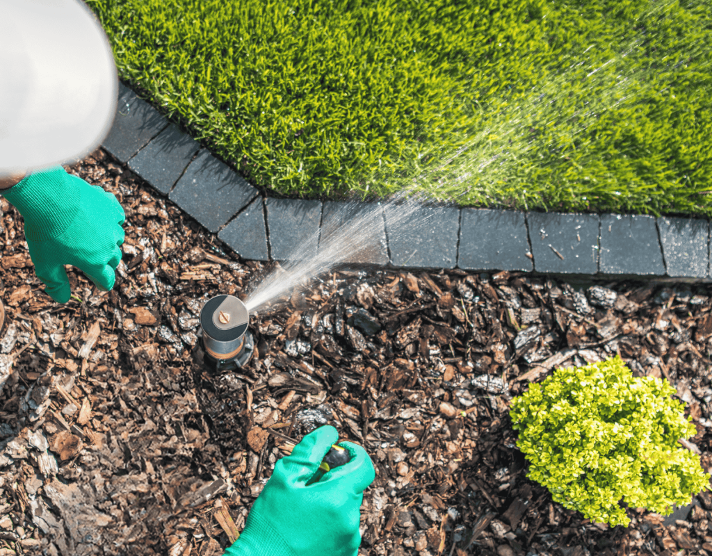 Hands in green gloves adjusting a sprinkler watering mulch and a small shrub in a landscaped garden, illustrating professional irrigation services for healthy lawns in Dacula, GA.