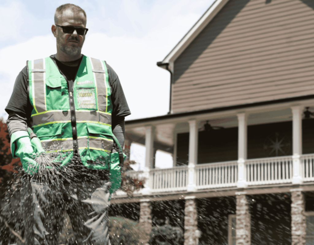 Technician in a WeedPro vest walking beside a house’s front porch, broadcasting granular weed-preventer across the turf to stop weeds before they emerge.